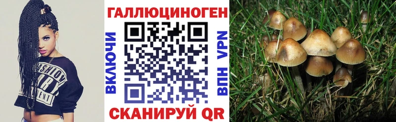 закладка  Очёр  Псилоцибиновые грибы Cubensis 